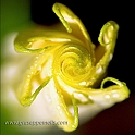Yellow macro (40D_12456_2_b-rid)